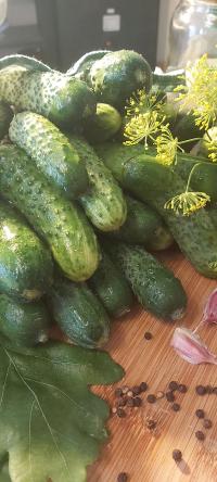 OGÓREK ARES DŁUGIE KSZTAŁTNE OWOCE BARDZO ODPORNY