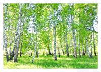 Настенные фрески 3D березовый лес, деревья 368x254 F00590