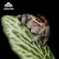 Skakun Królewski Phidippus regius SOROA L4/L5  heatpack GRATIS. паук