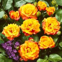 Плетистая роза желто-красная 1 шт. Рассада в балоте