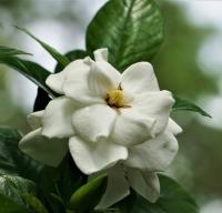 Gardenia Jaśminowata Double Mint Rarytas zapach 2-Litry