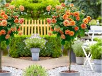 RÓŻA 'rosa' pienna Pomarańczowa NR 852a