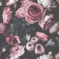 Картинка 156501 Розовые Цветы На Черном Фоне