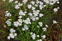 Тысячелистник обыкновенный-семена цветов и трав для лугов и для сада