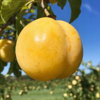 Слива Renkloda Ulena Саженец Ранний Самоопыляемый