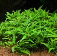 Staurogyne Porto Vehlo Roślina In Vitro porcja