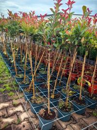 Photinia fraseri GŁOGOWNIK RED ROBIN na pniu