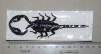 Скорпион Heterometrus laoticus небольшого размера .