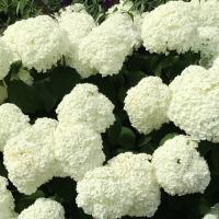 Hortensja Strong Annabelle pięknie kwitnie sztywne pędy