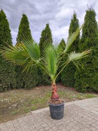 PALMA Washingtonia Robusta