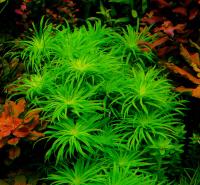 Syngonanthus Lago Grande раритет из подводного разведения