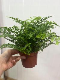 Asplenium Parvati домашний папоротник, безопасный для домашних животных-Дон. 12 см