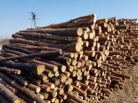 Stemple Stęple budowlane 3,00 m WARSZAWA STĘPLE