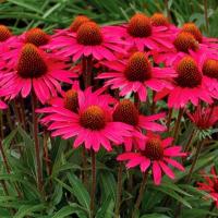 семена эхинацеи Эхинацея фиолетовая медоносная привлекает бабочек семена