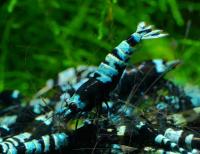 Advanced Nanashi Black