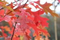 P11 болотный дуб QUERCUS PALUSTRIS красный осенью