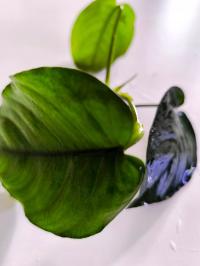 Anubias Barteri Koszyk Sadzonka Ozdoba Roślina Akwarium