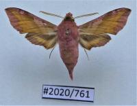 Motyl Deilephila porcellus .