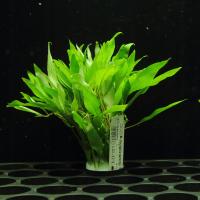 Аквариумные растения Hygrophila siamensis XL легко