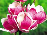 ДУШИСТАЯ МАГНОЛИЯ УТРАТЫ КАРЛИК КРАСОТА