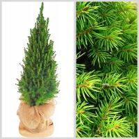 CHOINKA ŻYWY ŚWIERK CONICA W DONICZCE MINIATUROWY DOM OGRÓD 50 cm C