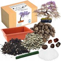 НАБОР ДЛЯ ВЫРАЩИВАНИЯ БОНСАЙ КИТАЙСКАЯ ГЛИЦИНИЯ ГЛИЦИНИЯ ДЛЯ ПОСАДКИ СЕМЯН 2 ШТ
