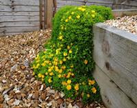 КОВЕР ЦВЕТОВ Słonecznica многолетнее растение, на скальняк