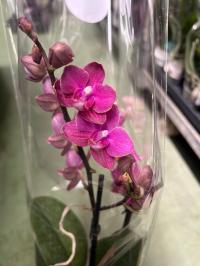 Storczyk żywy JMP 30cm 2 pędy diffusion pachnący przecenione w hurtowni