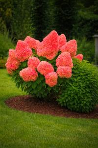 Hortensja bukietowa PETIT FLORI NOWA KOLEKCJONERSKA PEREŁKA Ładne sadzonki