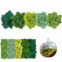 MECH DO DEKORACJI TERRARIUM ZESTAW ROŚLIN DONICZKOWYCH NA ŚCIANĘ WIWARIUM