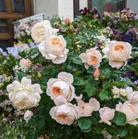 'Desdemona' - Róża angielska BIAŁA MOCNO PACHNĄCA DAVID AUSTIN GOŁY KORZEŃ