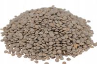 SOCZEWICA BRĄZOWA 20 kg