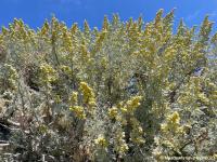 Полынь Полынь-семена полевых цветов на лугу и в саду