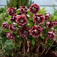 Морозник двойной Эллен красный цветет всю зиму-рассада Р11/1 л