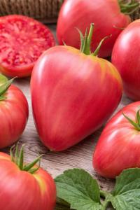 Pomidor Oxheart Bawole Serce 0,2g Legutko duża mięsista odmiana,mało pestek