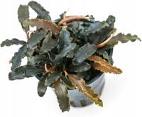 INVITAL Bucephalandra Biblis Red koszyk Ø 5,5 cm