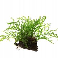 Bolbitis heudelotii na korzeniu - TROPICA