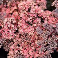 Rozchodnik GLOBE PINK - sedum hybrida