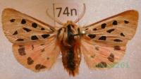 Chelis maculosa (Gerning, 1780) Niedźwiedziówka plamica samiec Hiszpania74n