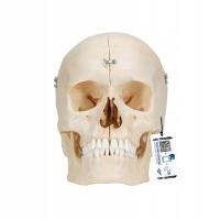 3B Scientific A281 Bonelike Human Bony Skull