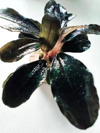 Bucephalandra Theia Sadzonka Ozdoba Akwarium Krewetkarium
