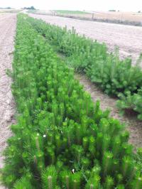Сосна обыкновенная Pinus sylvestris 50-80 см