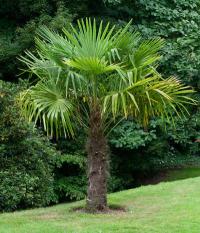 MROZOODPORNA PALMA! Trachycarpus fortunei - Szorstkowiec DUŻA SADZONKA XL