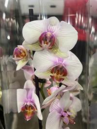 Storczyk żywy JMP 2pędy 60cm identyczny jak na zdjęciu