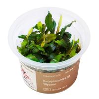 AQUA ART Bucephalandra sp. ’Ulysses’ ROŚLINA IN VITRO 6cm