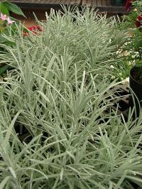 КОЧАНКА ТЯНЬШАНЬСКАЯ CARRY И MAGGI-HELICHRYSUM THIANSCHANICUM