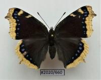 Motyl Nymphalis antiopa .