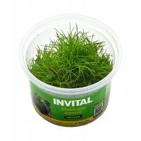 INVITAL Eleocharis parvulus / minima in vitro Ø 7 cm