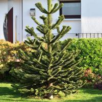 Araucaria Araucana Araukaria чилийская-обезьянье дерево 0.8 L гарантия