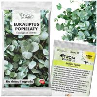 Семена пепельного эвкалипта Eucalyptus Cinerea-12 градусов морозостойкий